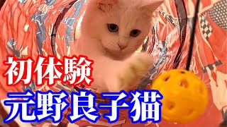 オッドアイの元野良子猫に初体験のおもちゃを買ってみた結果…