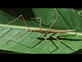 phasmatodea Палочники