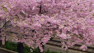 三浦海岸の河津桜201503