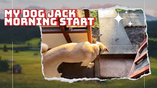 Jack the dog king morning playtime and fun my dog jack #adorable #jackthedog #trending