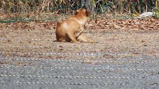 広島県の野良犬　痒い鼻黒