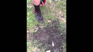 Guy puts hand in ant pile for $1