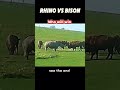 rhino vs bison trending animals wildlife viralvideo viralshort youtubeshorts youtube rhino