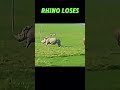 rhino vs bison trending animals wildlife viralvideo viralshort youtubeshorts youtube rhino