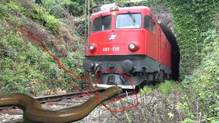 crazy snake try spots the train funny video By Sun Daily