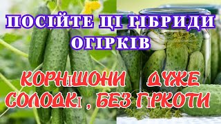 ДО  15 КГ  УРОЖАЮ  ХРУМКИХ КОРНІШОНІВ, які ОГІРКИ ДАЮТЬ ТАКИЙ УРОЖАЙ!🥒🥒🥒