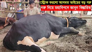 স্ট্রোক করলো আসমত ভাইয়ের ৭ লাখ টাকার বড় গরু বাংলার বস কিনতে আসলো কসাই জানুন বিস্তারিত Gabtoli haat