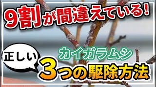 【カイガラムシ】９割が間違ってる？農薬散布時期と３つの対処法