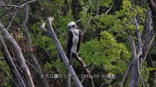 水元公園のミサゴ2019 09 30