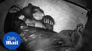 Adorable rare bear cub cuddles its mother at Chester Zoo