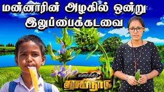 மன்னாரின் அழகிய கிராமங்களில் ஒன்று இலுப்பைக்கடவை !! | 18th Feb Vanakkam Thainadu