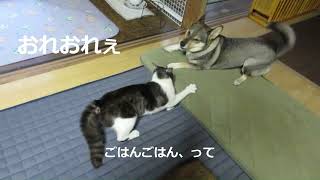 猫番長現る