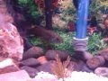 Feeding Jack Dempsey blood worms #2