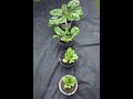 Comparing spinach growth in four pots, one with soil and three with different composts