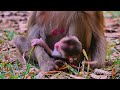 newborn baby beautiful activity evening ❤️💕🐒 mom libby teaches her baby lily to walk.