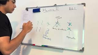 D2 1 Meiosis