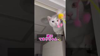 おもちゃで遊ぶにゃんこ😻#保護猫 #保護猫と暮らす#オッドアイ #猫のいる暮らし # #保護猫動画 #白猫 #白猫オッドアイ #オッドアイ#オッドアイ猫