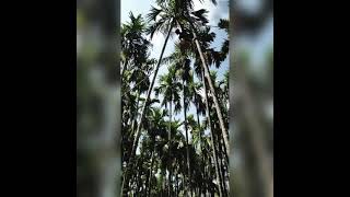 areca nut, ❤️ siddapur, Uttara Kannada