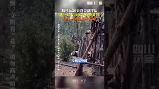 粉丝早上6点半排队看花花 原来熊猫基地的早高峰来得如此之早，这就是女明星的魅力！#Pandaeyes