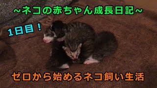 【生後1日目】ネコの赤ちゃん【ネコが好きすぎる人】【毎日更新予定】