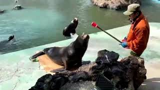 【天王寺動物園】ミークの体重ってどんぐらい？