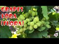 Grape Variety Flora (Lora)