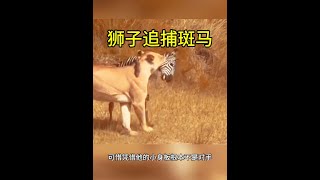 獅子單槍匹馬，衝進斑馬群狩獵！ #斑馬 #獅子 #動物解說 #動物世界看人生百態 #野生動物