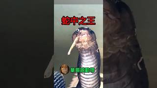 眼鏡王蛇霸氣的邊吞小蛇邊看著兩腳獸⋯#animals #wildlife #華哥説動物 #動物