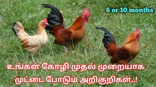 உங்கள் கோழி முதல் முறையாக முட்டை போடும் அறிகுறிகள்|Signs your hen is laying eggs for the first time.