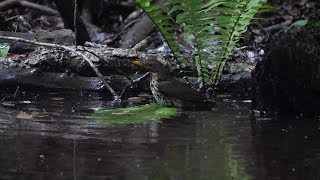 山中湖 大洞の泉のクロツグミ（雌）の水浴び　その４０（4K60P動画）