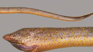 The Asian Swamp Eel