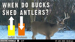 Buck Antlers: When Do They Shed?