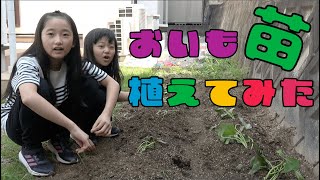 【野菜の栽培チャレンジ】さつまいもの苗植えてみた！