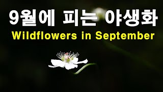 9월 야생화 / Wildflowers in September