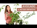 Come crescere una pianta di avocado - Dubbi e Tutorial