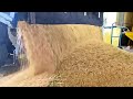 COMO se HACE el ARROZ BLANCO en las FÁBRICAS🌾| Como se CULTIVA y COSECHA el ARROZ integral