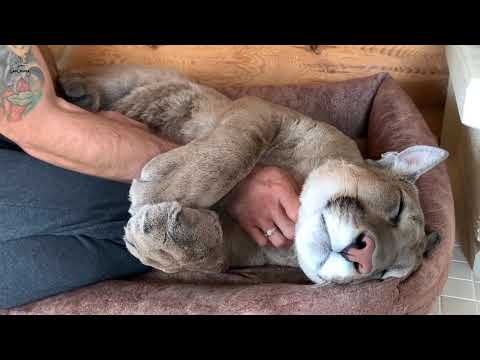 messi puma russia