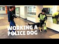 My Little Brother’s First Time Handling a Police Dog | Grassroots K9