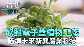 欣興電子蓋植物工廠 瞄準未來新興農業科技 @57ETFN