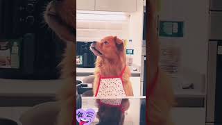 டேய் மொட்ட கொஞ்சம் உப்பு #funny #dogcomedyvideo #comedy #doglover