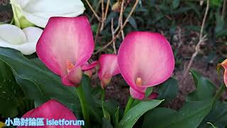 彩色海芋／馬蹄蓮 Calla lily mhp3638 mar2024