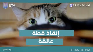 الدفاع المدني ينقذ قطة عالقة فوق عمود كهرباء |  #UTrending