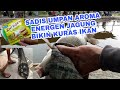 NGETERIK LAGI !! UMPAN IKAN MAS  AROMA ENERGEN JAGUNG