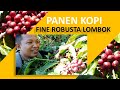 Panen Kopi FINE ROBUSTA Tahap Awal di Lombok