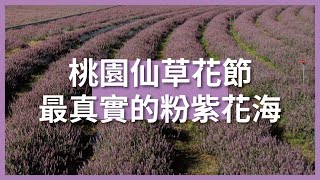 桃園仙草花節，原來長這樣！？【杳深遊臺灣18】