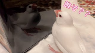 【白文鳥】あなたはだーれ？　ココア【Java sparrow】