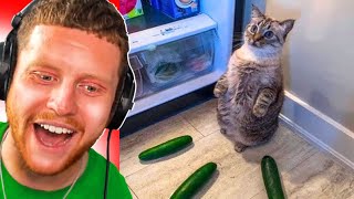 BEST FUNNIEST CAT MOMENTS