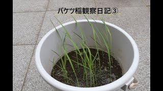 バケツ稲観察日記③（苗の移しかえ・中ぼし編）