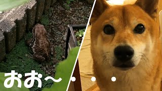 【Shiba Inu Momiji】母、ヒキガエルに遭遇　柴犬もみじの庭の住人？