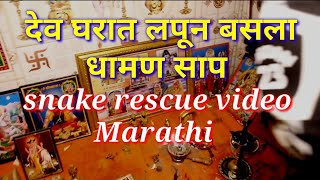 देव घरात आला भला मोठा धामण साप / snake rescue video Marathi / धामण सापाची माहिती मराठी